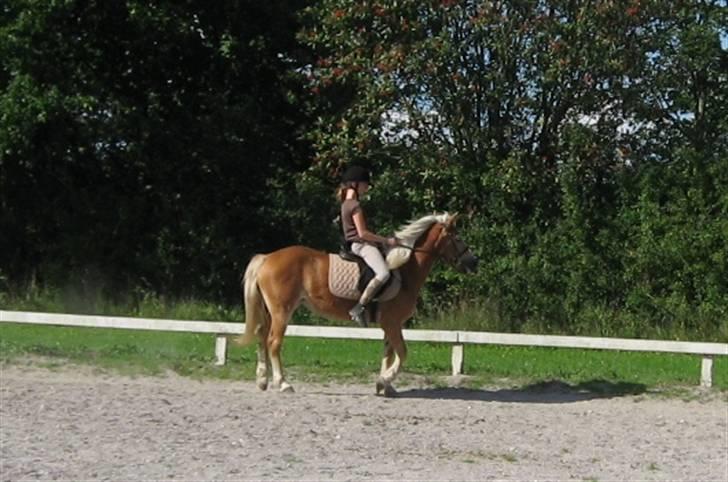 Haflinger Lady billede 11