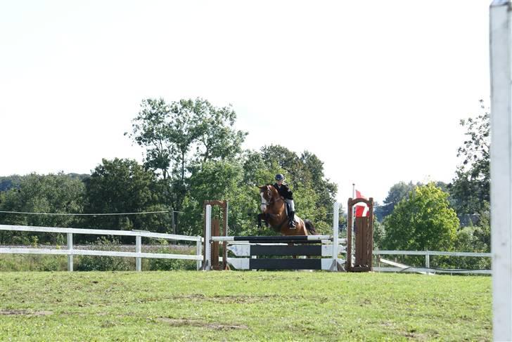 Anden særlig race Natasja i ridning solgt billede 10