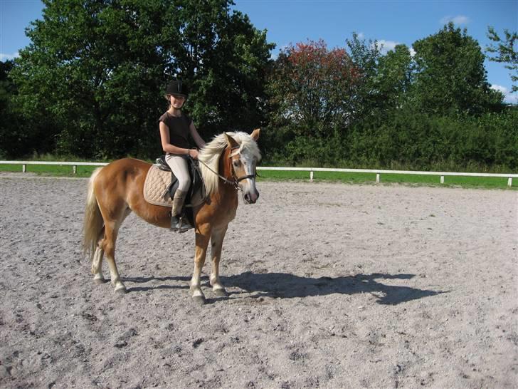 Haflinger Lady - Vind i manen, hvor er hun DEJLIG. billede 12
