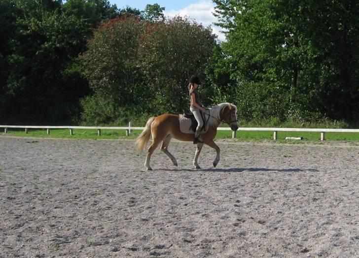 Haflinger Lady - Ja Jeg ser dum ud, ponyen ser sur ud, men hun går pænt. billede 13