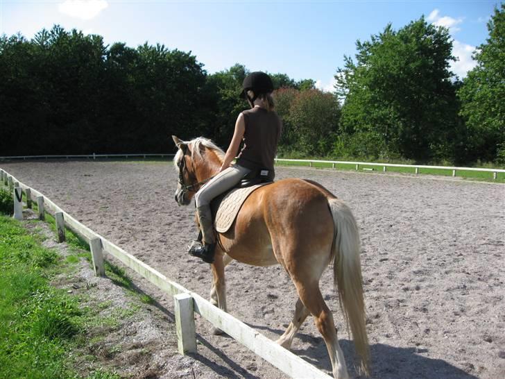 Haflinger Lady - Havde dette billed været fra siden, og ikke bagfra, (eller hvad det er) havde det været så fiint, prøv og se hvor fint Lullen går med hovedet. billede 14