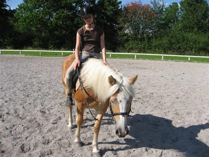Haflinger Lady - Træt efter en god ridetime. Vil i se flere billeder Har jeg et Fotoalbum.... billede 15