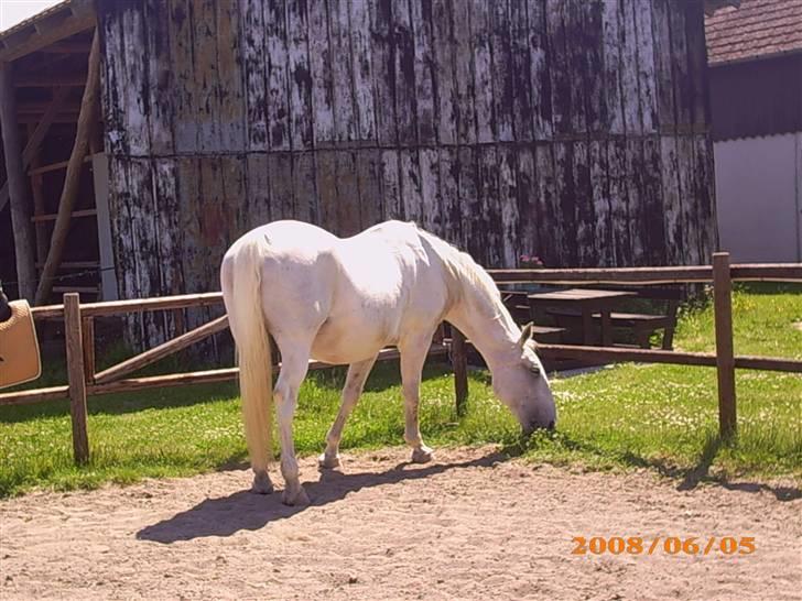 Lipizzaner Conversano Szanzaarri. Himmelhest - Dejlig afslapning på ridebanen efter en ridetime. billede 11