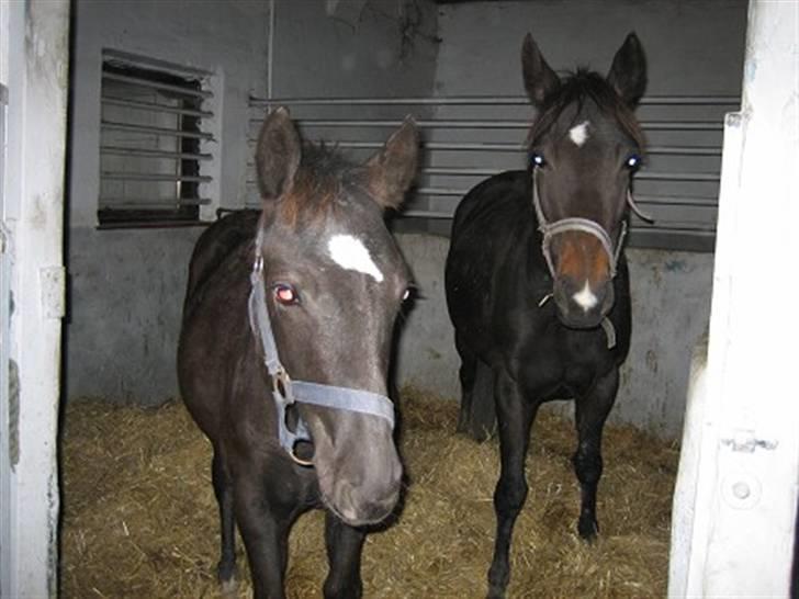 Anden særlig race Holtegårdens splif SOLGT. - Splif med hendes føl for ca. 3 år siden. total efterligning :p billede 11