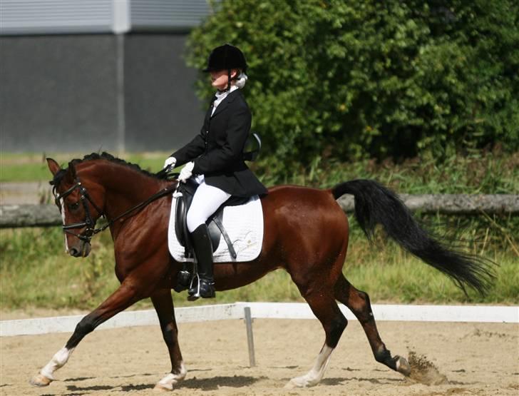 Anden særlig race Magic Don Karnage - Stævne. Foto: Freddy Juhl billede 18