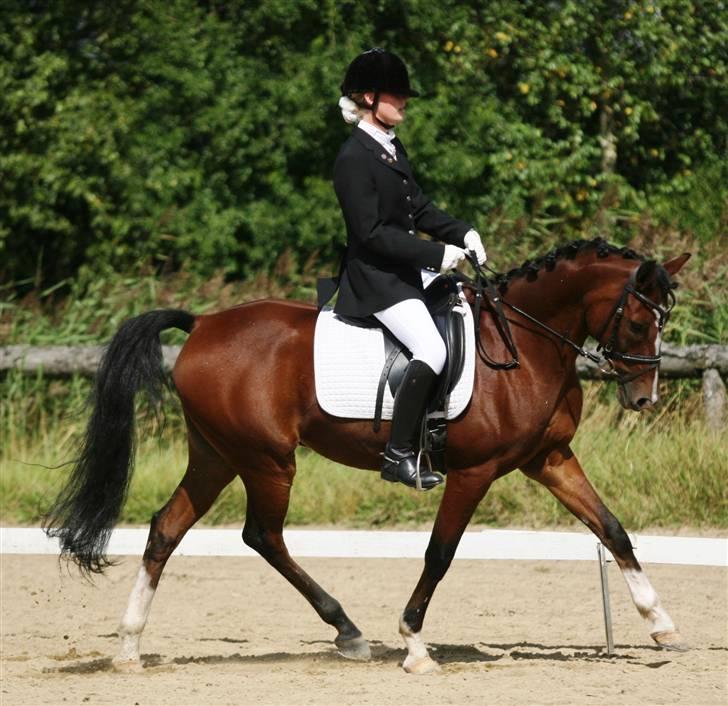 Anden særlig race Magic Don Karnage - Stævne. Foto: Freddy Juhl billede 19