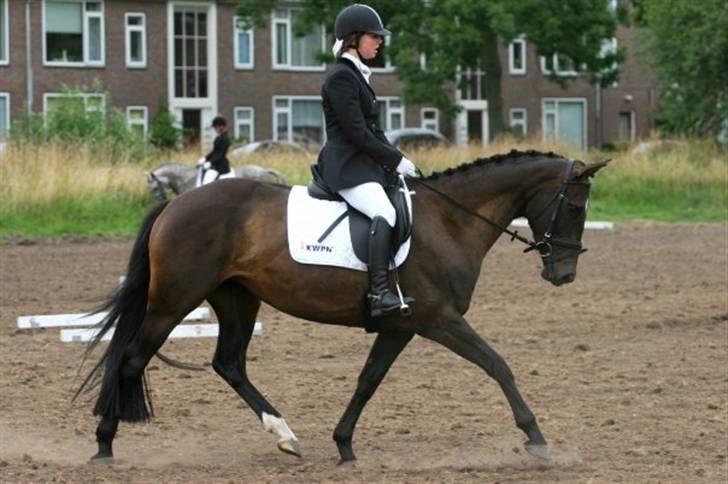 Hollandsk Varmblod Wild Rose - Solgt billede 19