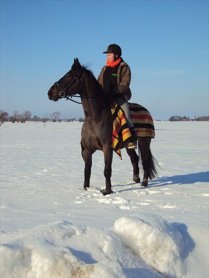 Anden særlig race FIGHTER DIANADO - R.I.P 21 Oktober 2010 - ¤1¤ Halstedhus Efterskole 2010 billede 1