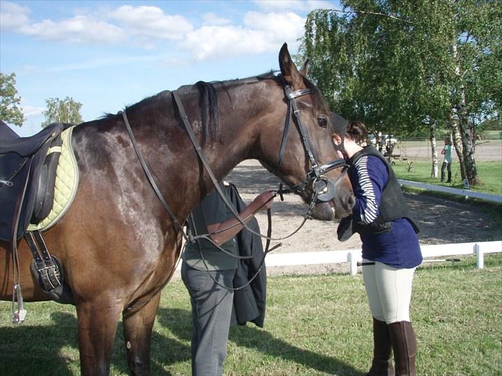 Anden særlig race FIGHTER DIANADO - R.I.P 21 Oktober 2010 - ¤2¤ Til hans første springstævne (: - i dressur- udstyr ;b billede 2