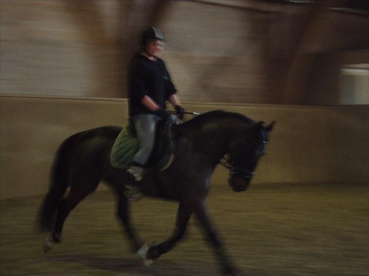 Anden særlig race FIGHTER DIANADO - R.I.P 21 Oktober 2010 - ¤3¤ Dressur på HH.E 2010 billede 3