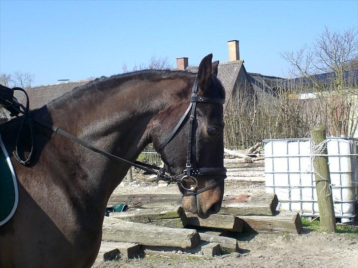 Anden særlig race FIGHTER DIANADO - R.I.P 21 Oktober 2010 - ¤6¤ Lækker! <3 billede 6
