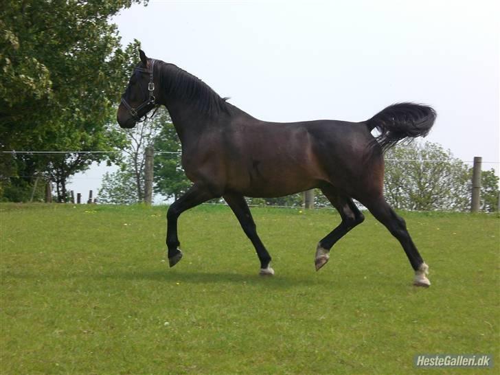 Anden særlig race FIGHTER DIANADO - R.I.P 21 Oktober 2010 - ¤7¤ Guldklump! <3 billede 7