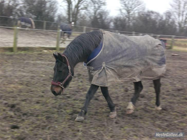 Anden særlig race FIGHTER DIANADO - R.I.P 21 Oktober 2010 - ¤12¤ Jeg er lidt lækker var ?, ;b ..  billede 12