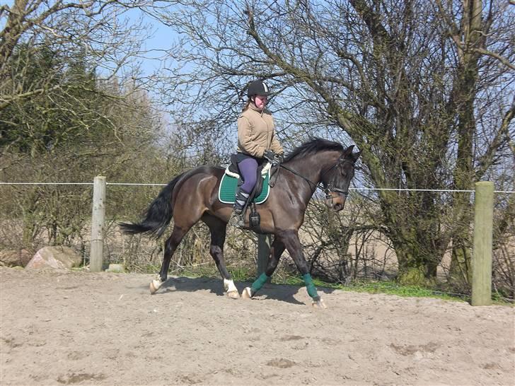 Anden særlig race FIGHTER DIANADO - R.I.P 21 Oktober 2010 - ¤14¤* Fighter og jeg træner lidt dressur <3 billede 14
