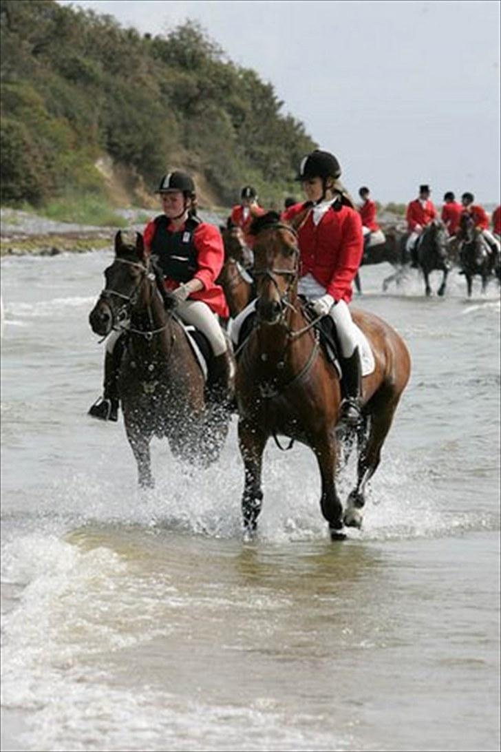 Anden særlig race FIGHTER DIANADO - R.I.P 21 Oktober 2010 - ¤16¤ Jagt på Møn, makker Catharina og Carismo <3 billede 16