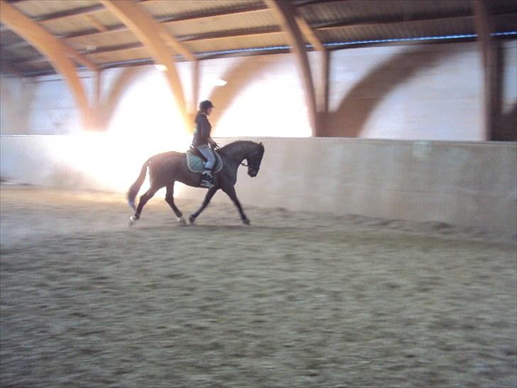 Anden særlig race FIGHTER DIANADO - R.I.P 21 Oktober 2010 - ¤17¤ Dressur på HH.E 2010 billede 17