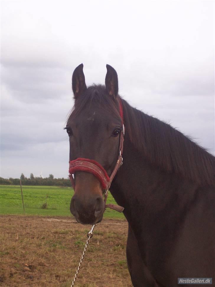 Anden særlig race FIGHTER DIANADO - R.I.P 21 Oktober 2010 - ¤18¤ Så smuk du er Fighter<3. Min lille guldklump :´) billede 18