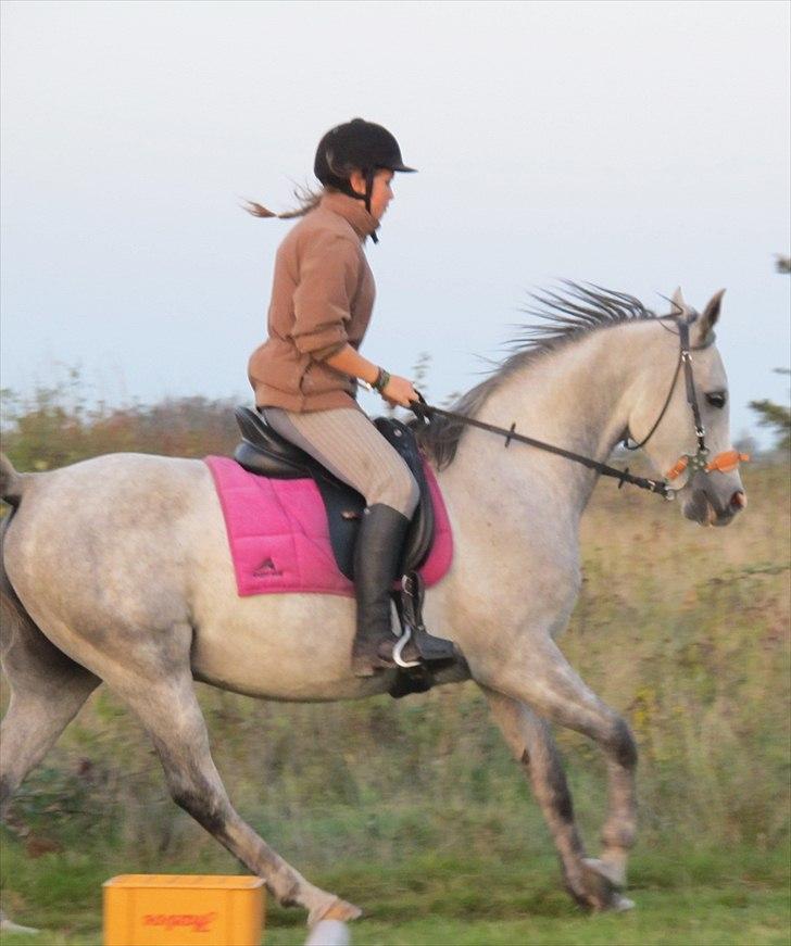 Arabisk fuldblod (OX) Bravo - galop med hackamore. billede 13