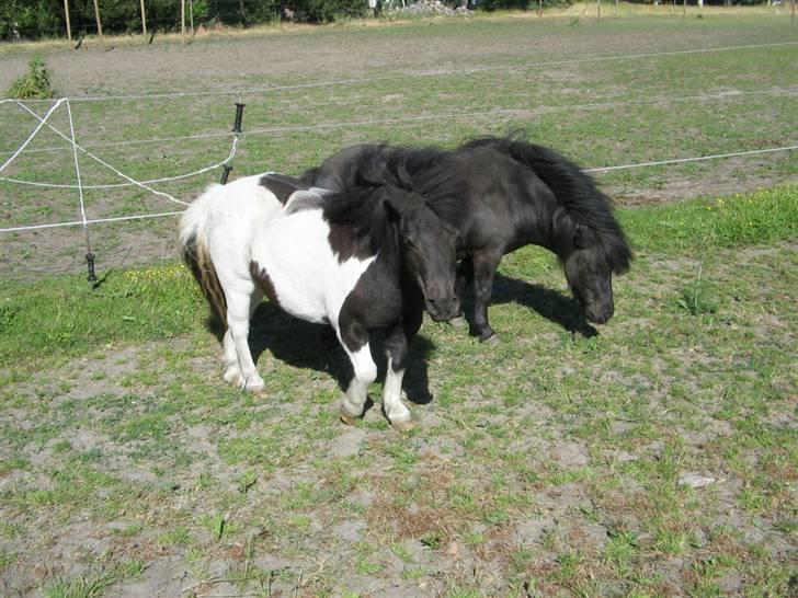 Shetlænder Pøllemor billede 13