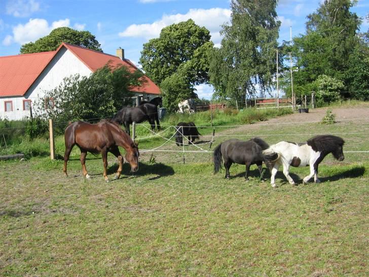 Shetlænder Pøllemor billede 14