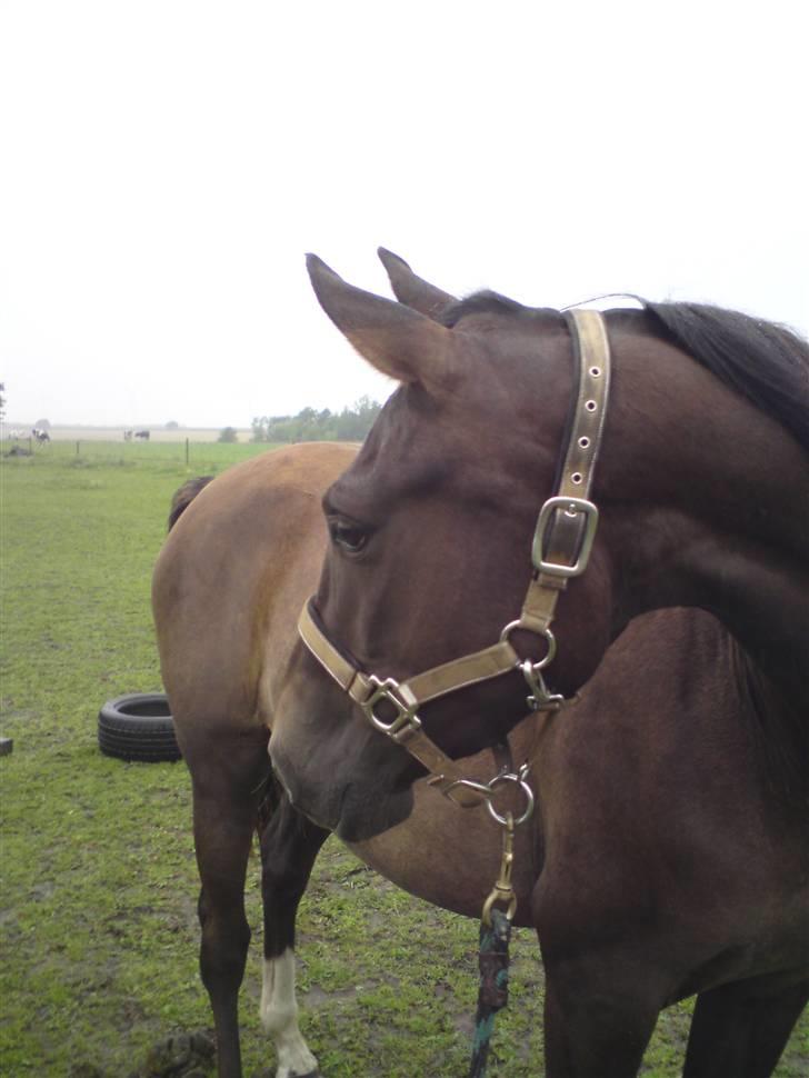 Anden særlig race Agapi billede 8