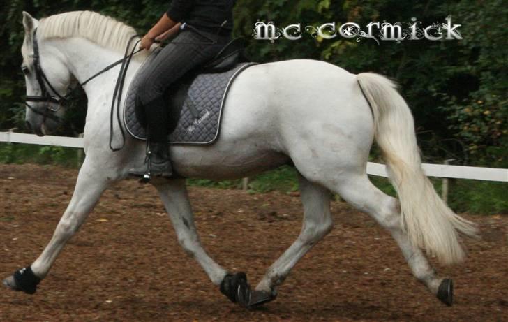 Connemara Marskenkols Mc Cormick - Dressur trening søndag 6 sep - min hest kan flyyyyve :D(øning) billede 11