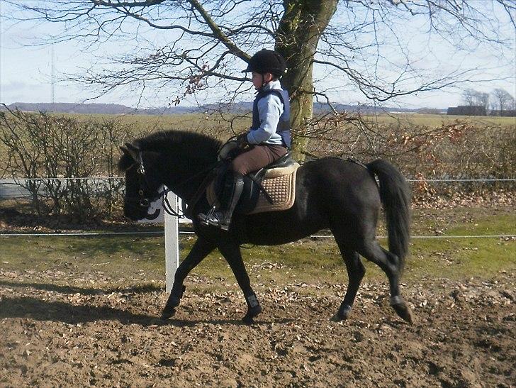 DSP Blackie<3 - Jonas og Blackie.       20/3-11 billede 16