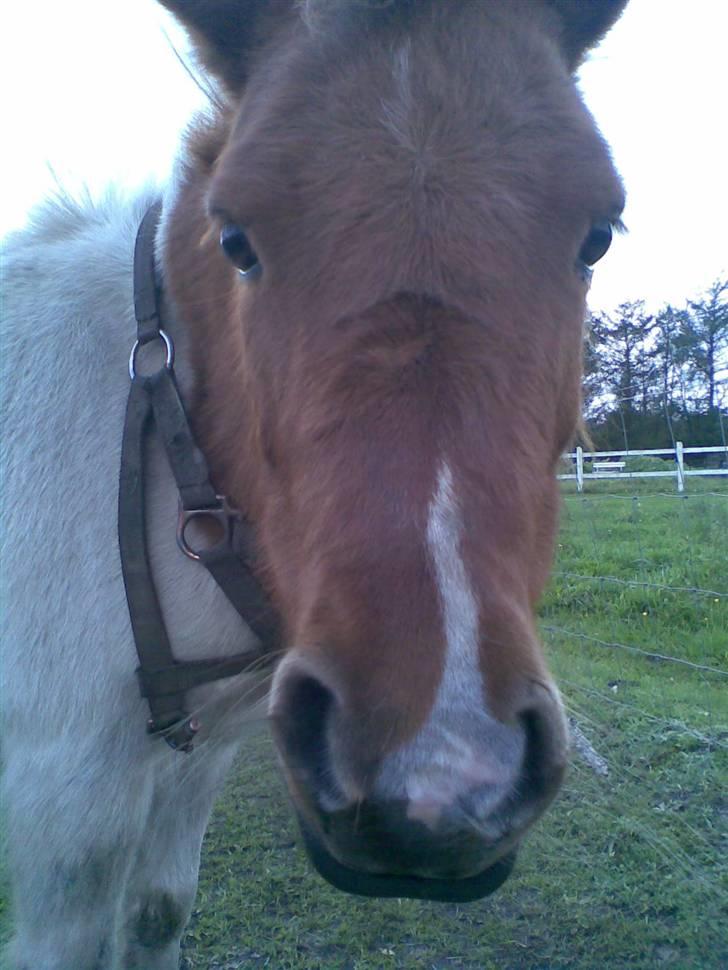 Shetlænder Terminator :´) - "Hey. Moar..." :b billede 15