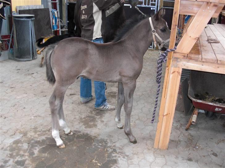 Anden særlig race Ellebæk´s Emperor billede 1