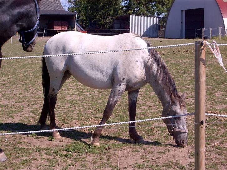 Knabstrupper Malou Aflivet  :'( - Malou 2 år billede 7