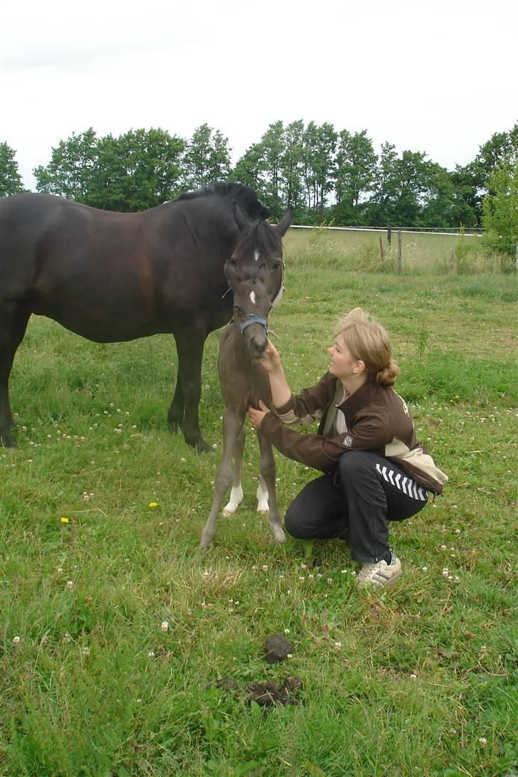 Anden særlig race Ellebæk´s Emperor billede 2
