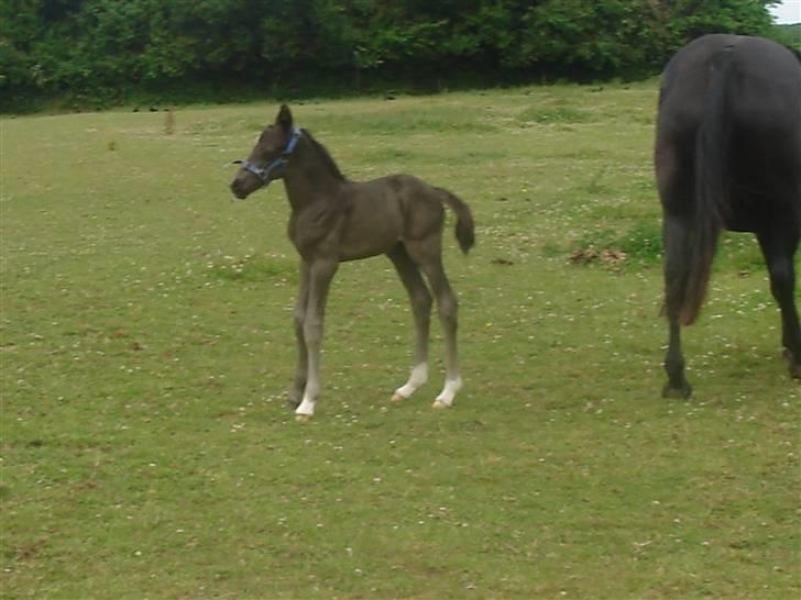 Anden særlig race Ellebæk´s Emperor billede 3
