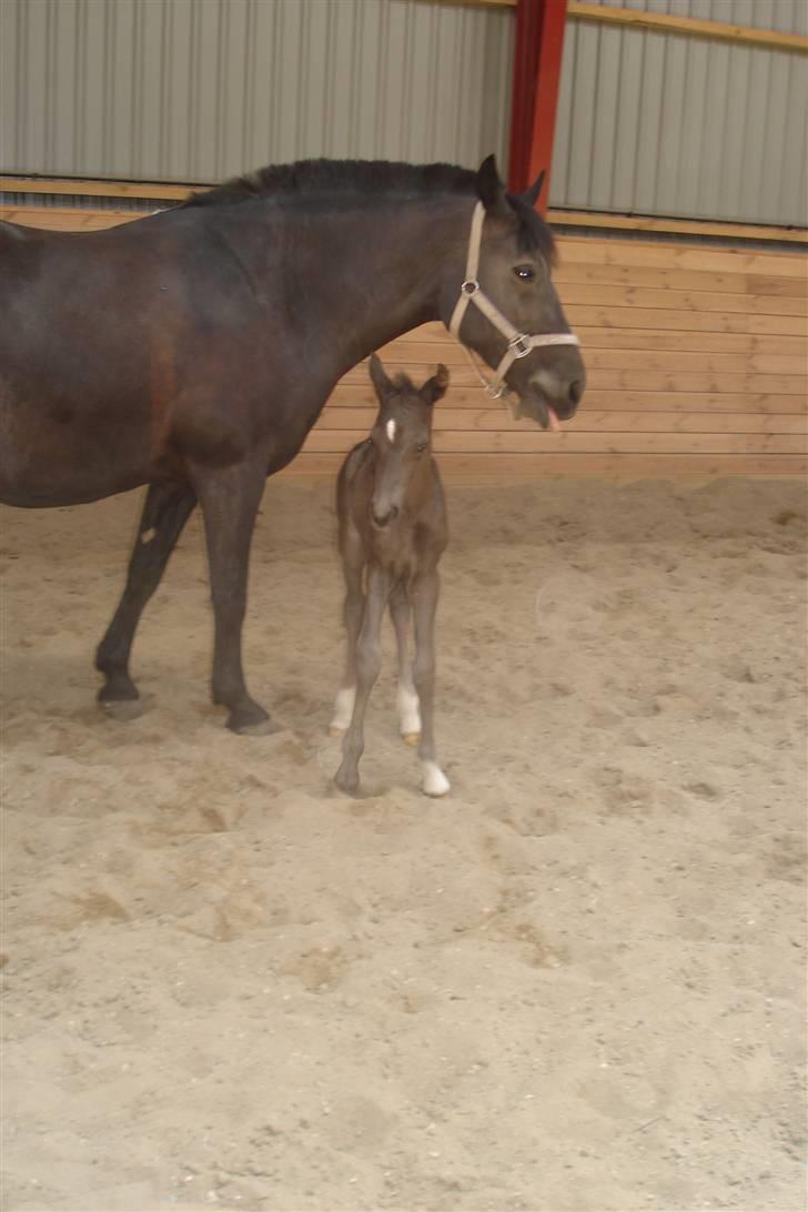 Anden særlig race Ellebæk´s Emperor billede 4