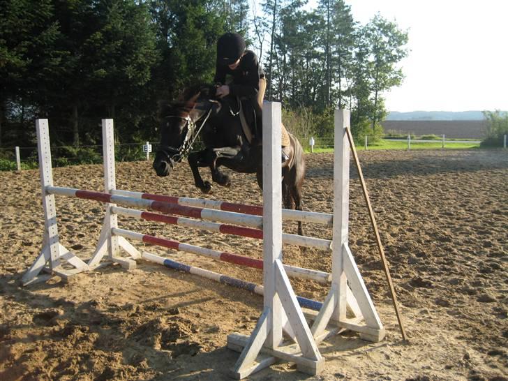 DSP Blackie<3 - Mig og Blackie springer en okse på 1 m.   14/9-08 billede 19