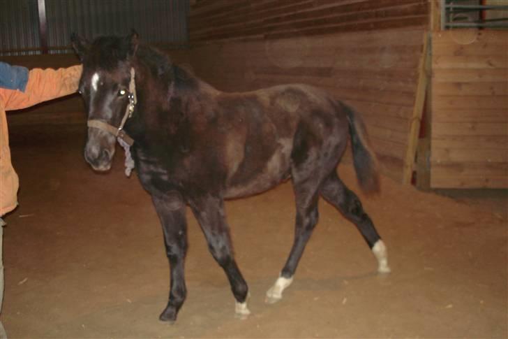 Anden særlig race Ellebæk´s Emperor billede 6