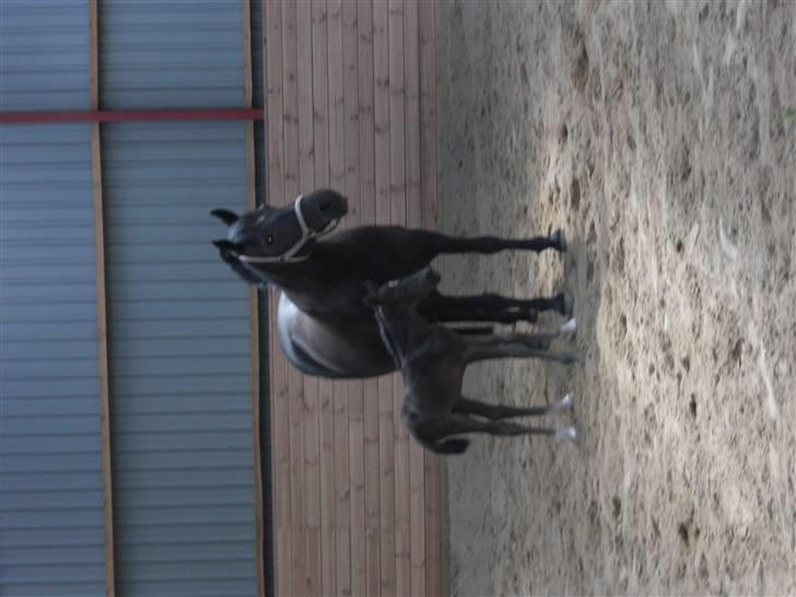 Anden særlig race Ellebæk´s Emperor billede 7