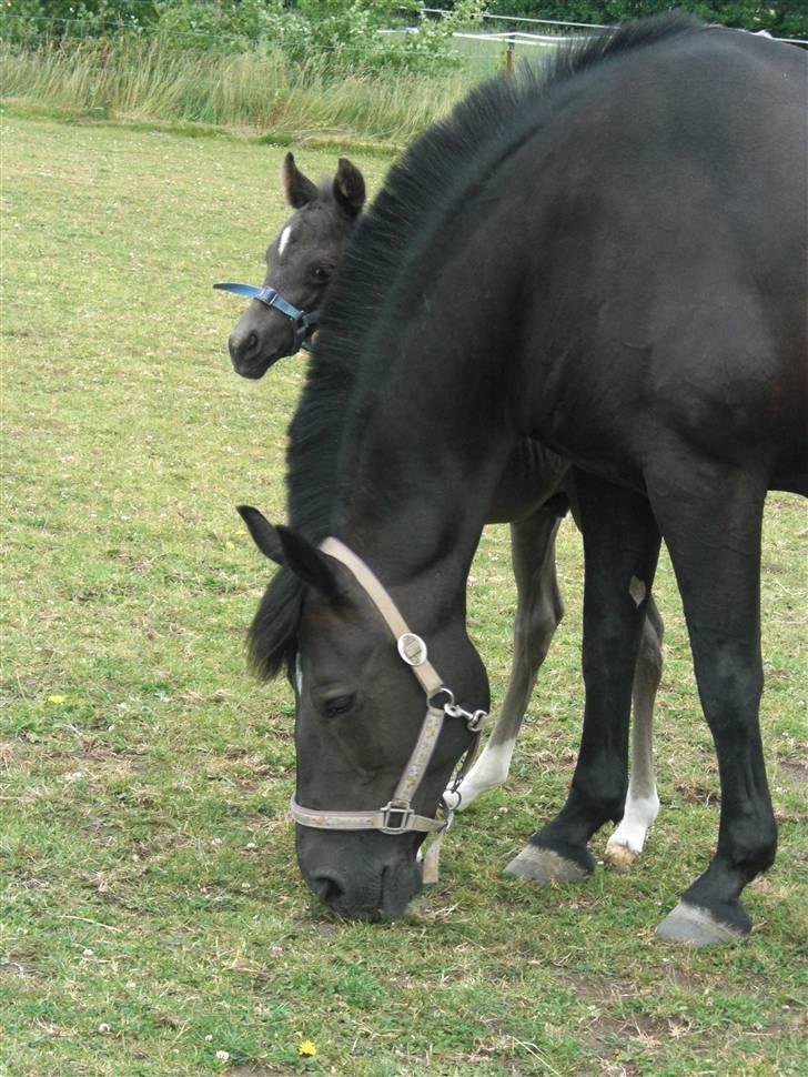 Anden særlig race Ellebæk´s Emperor billede 8