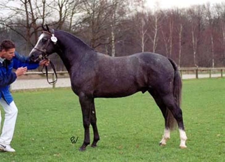 Hollandsk Sportspony Vanda's Paulo Magnus *MINPRINS* - Som hingst billede 2