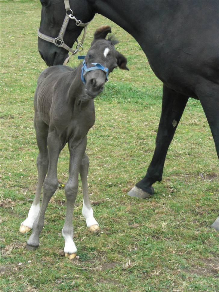 Anden særlig race Ellebæk´s Emperor billede 9