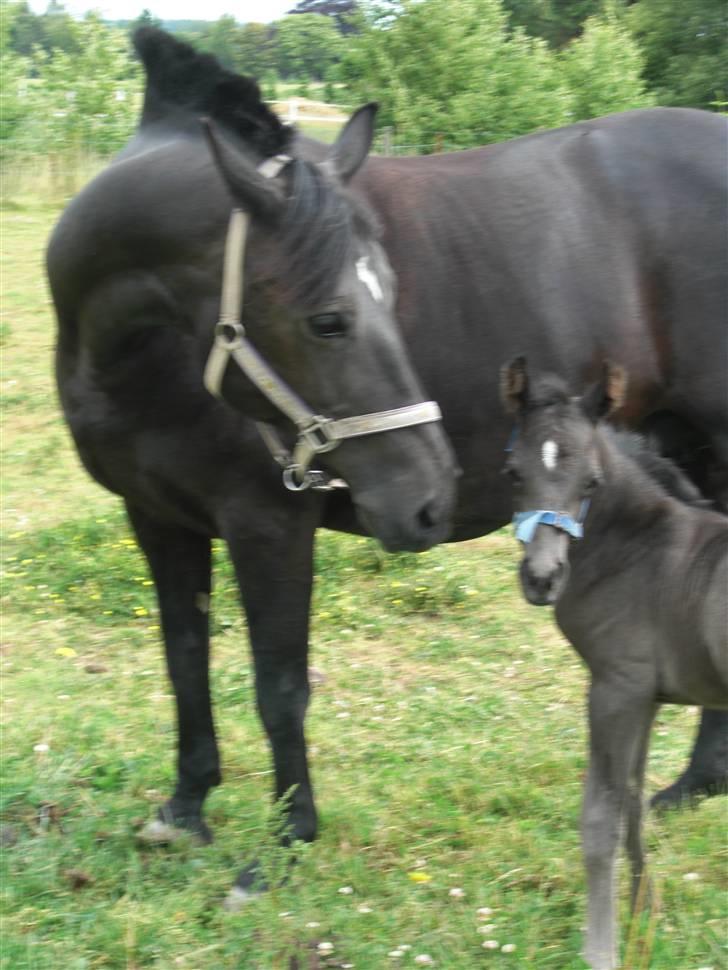 Anden særlig race Ellebæk´s Emperor billede 10