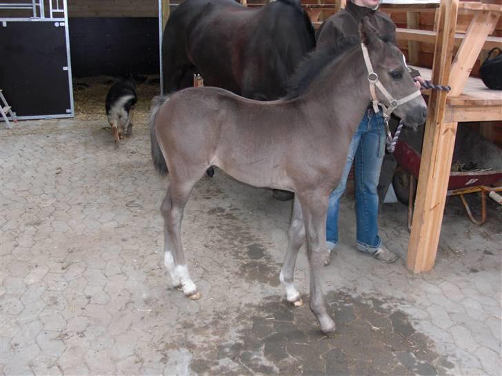 Anden særlig race Ellebæk´s Emperor billede 11