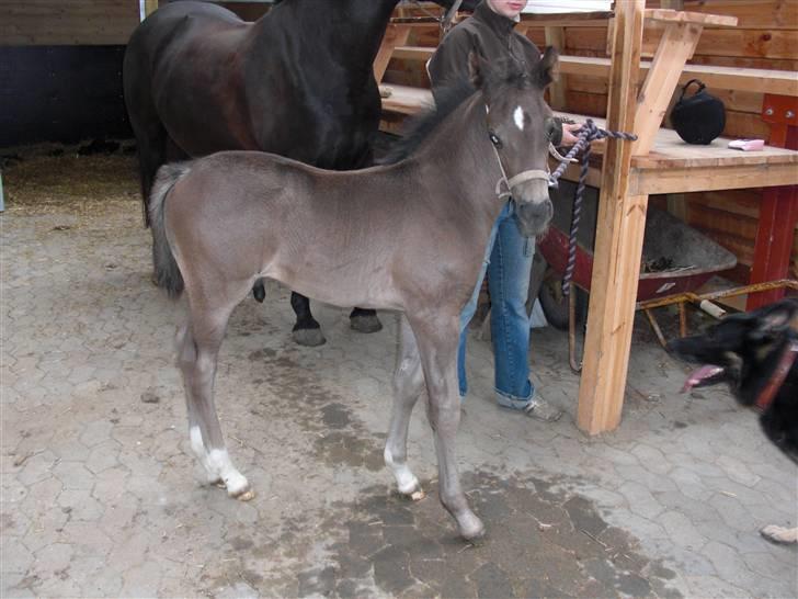 Anden særlig race Ellebæk´s Emperor billede 12