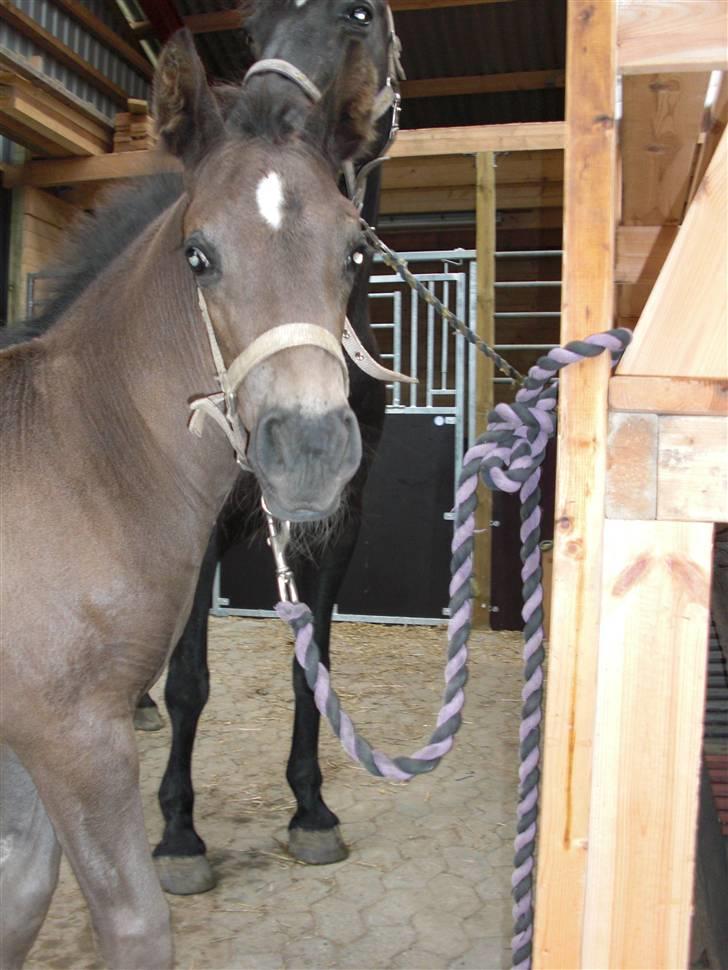 Anden særlig race Ellebæk´s Emperor billede 13