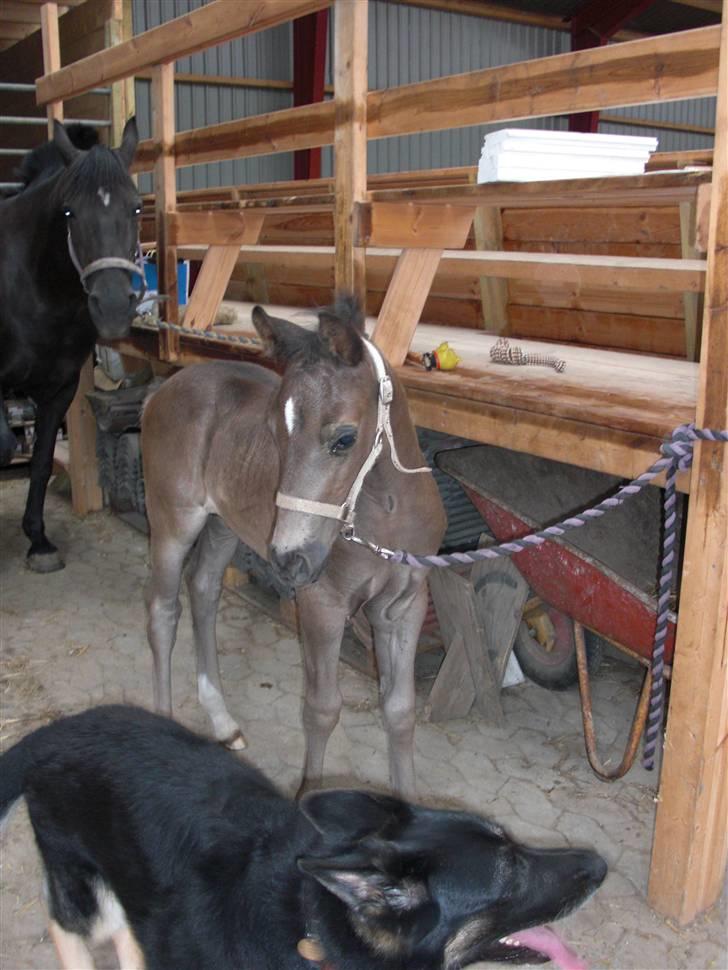 Anden særlig race Ellebæk´s Emperor billede 14