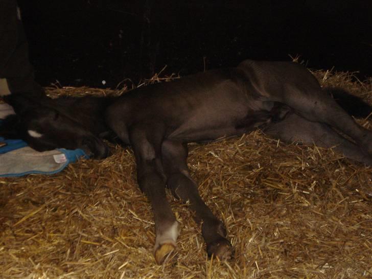 Anden særlig race Ellebæk´s Emperor billede 15