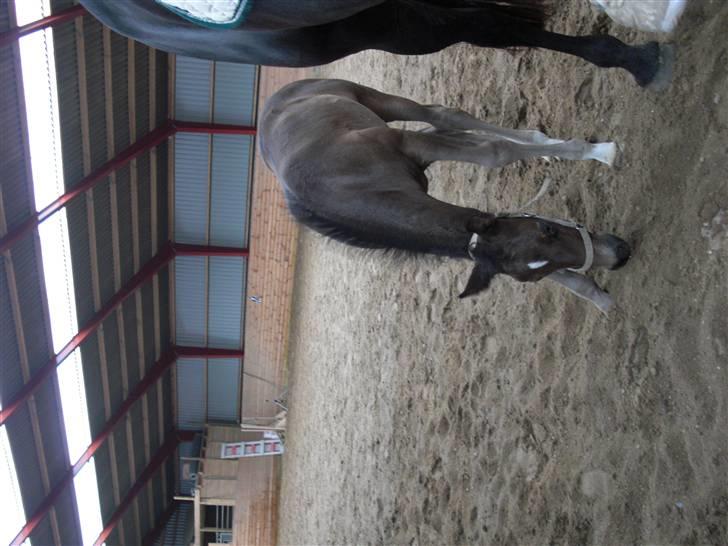 Anden særlig race Ellebæk´s Emperor billede 16