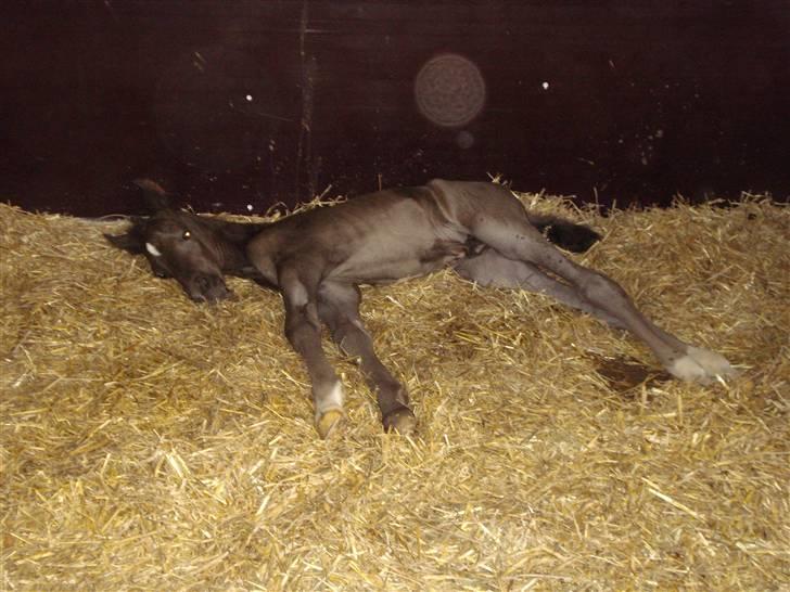 Anden særlig race Ellebæk´s Emperor billede 17