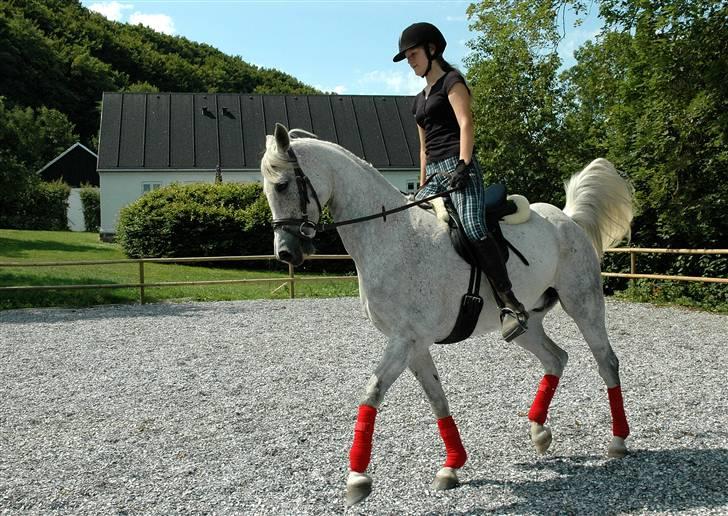 Arabisk fuldblod (OX) Shaheen Aziz *Solgt* - Trav. Foto: Mor. billede 12