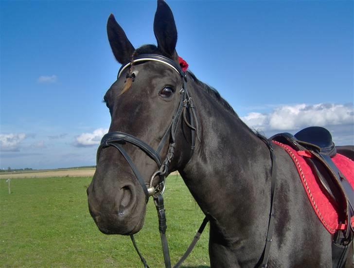 Traver gutta bee # R.I.P # - lige enden vi skal ud at ride  billede 7