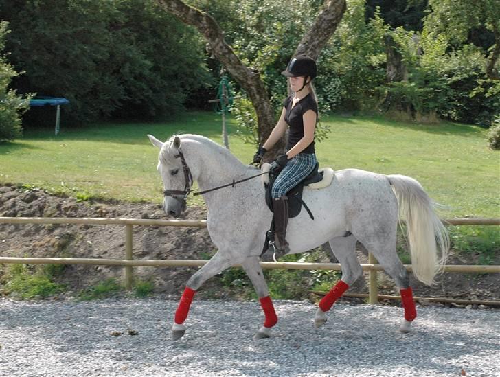 Arabisk fuldblod (OX) Shaheen Aziz *Solgt* - Trav. Foto: Mor. billede 13